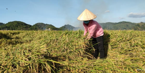 Rộn ràng mùa thu hoạch Nếp Quýt ở huyện Đạ Tẻh