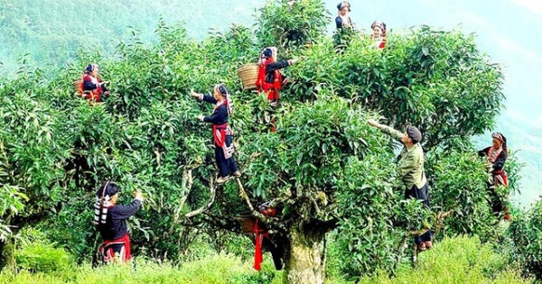 Chè Shan tuyết cổ thụ 400 năm tuổi sẽ xuất ngoại sang Châu Âu