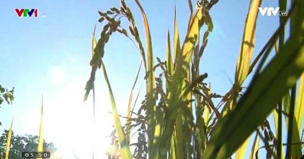 Những nghịch lý của thị trường lúa gạo