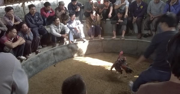 Đột nhập sới gà cá độ "khủng" xứ Nghệ