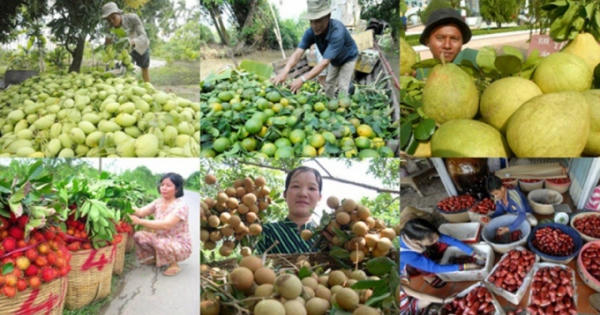 Xây dựng thương hiệu trái cây Việt cho thị trường toàn cầu