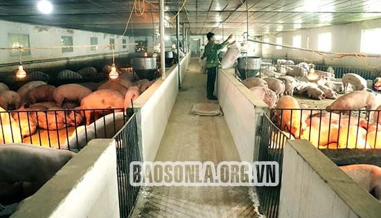 Xả thải bẩn ra môi trường, HTX chăn nuôi Ít Ong bị xử phạt nặng