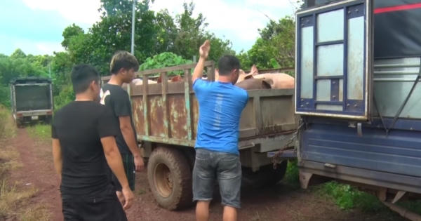 Đồng Nai: Xả thải ra môi trường, trang trại heo bị buộc xuất chuồng sớm