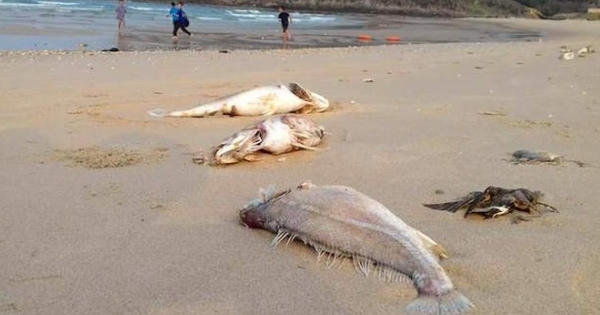 Biển miền Trung đã sạch, vì sao thủy hải sản vẫn nhiễm độc?