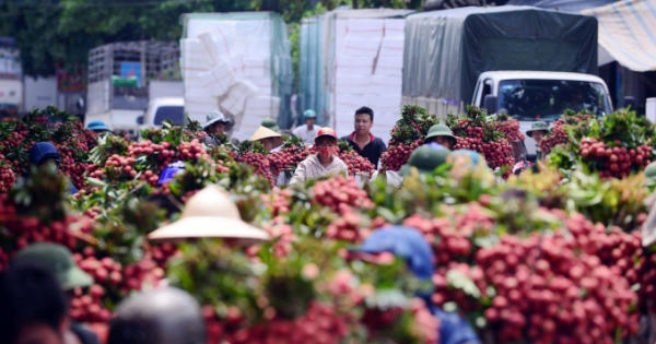 Bắc Giang tiêu thụ hơn 20 nghìn tấn vải thiều sớm, hơn một nửa xuất khẩu đi nước ngoài