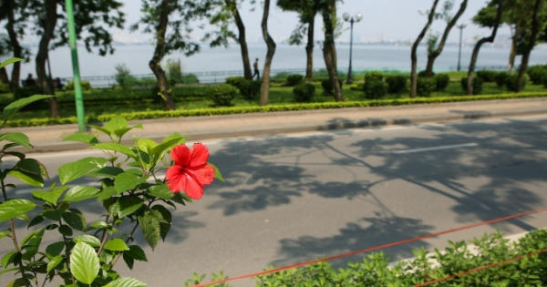 Nắng vàng thênh thang trên đường phố Hà Nội vắng bóng người