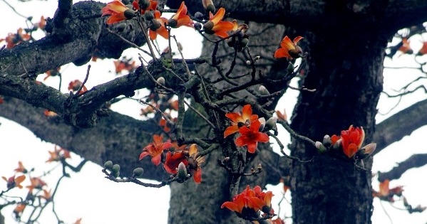 Tháng 3 hoa gạo gọi hè về
