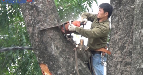 Hà Nội: Tiếp tục chặt hạ cây xanh trên tuyến đường Láng