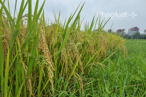 Một cổ phiếu doanh nghiệp lớn ngành gạo bị huỷ niêm yết