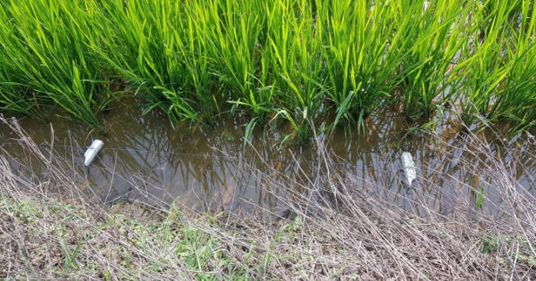 Hải Dương: Dùng điện bẫy chuột khiến người cùng thôn tử vong