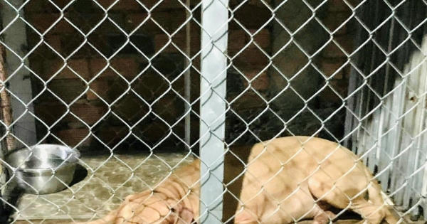Bà cụ 82 tuổi bị chó Pitbull cắn tử vong