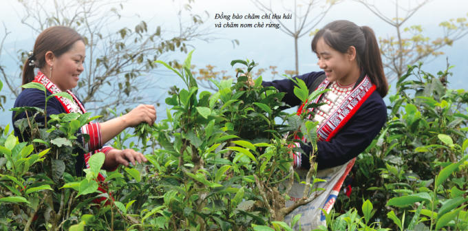 Người đàn ông dành cả thanh xuân đưa chè rừng Hà Giang ra thế giới Người đàn ông dành cả thanh xuân đưa chè rừng Hà Giang ra thế giới
