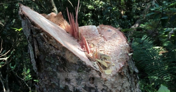 Điện Biên: Lâm tặc hoành hành, rừng nghiến kêu cứu