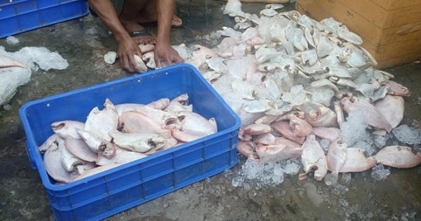 'Hô biến' gần 1 tấn cá thối thành thức ăn