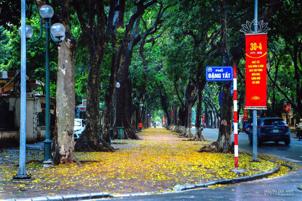 Hà Nội mùa lá sấu rụng - cảnh đẹp nên thơ