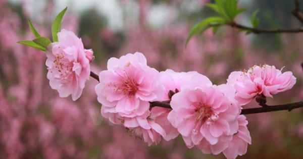 Lạng Sơn chuẩn bị tổ chức Lễ hội Hoa Đào