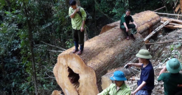 Nghệ An: Kỷ luật 4 cán bộ bảo vệ rừng vì để xảy ra phá rừng