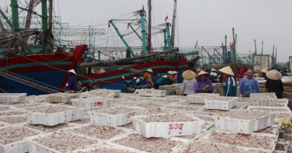 Trở về đầy ắp “lộc biển” ngư dân “đút túi” hàng trăm triệu đồng