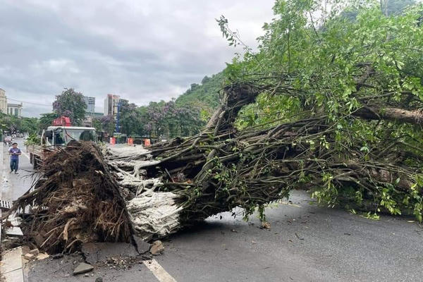 Cây đa trăm tuổi giữa lòng TP Hà Giang bật gốc, gãy đổ