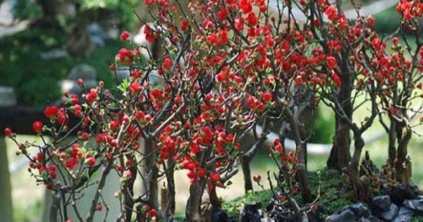 Những cây chưng Tết 'hút' tài lộc vào nhà