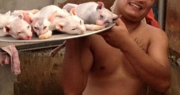 Dân mạng phẫn nộ gã "đồ tể" sát hại mèo, hả hê khoe ảnh "tự sướng"