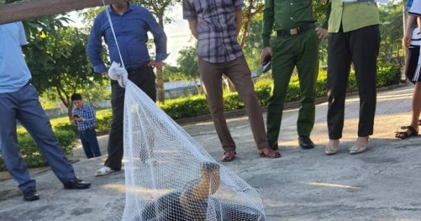 Rắn hổ mang chúa dài hơn 3m “đột nhập” trường học