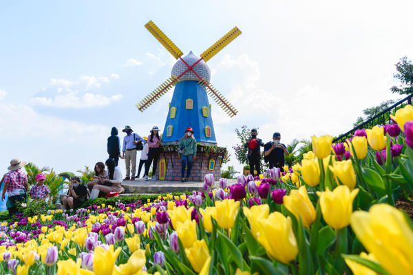 Say đắm vẻ đẹp hoa tulip nở rộ trên đỉnh núi Bà Đen - Tây Ninh