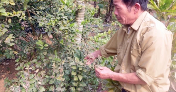 Kỳ lạ cách dùng “khí công” chữa độc rắn của vị “thần y” xứ Mường Kỳ lạ cách dùng “khí công” chữa độc rắn của vị “thần y” xứ Mường
