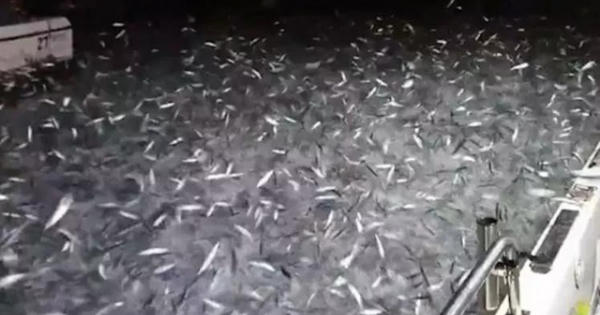 Chiêm ngưỡng hàng vạn con cá tung tăng bơi lội, nhảy cả lên thuyền của ngư dân