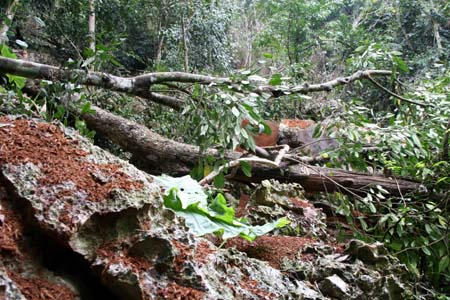 Vườn quốc gia Ba Bể tiếp tục bị xâm hại