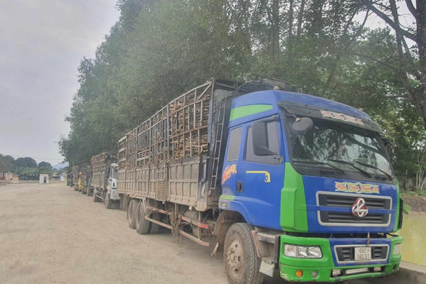 Nhà máy mia đường Sông Con chạy hết công suất, đảm bảo thu mua mía kịp thời cho người dân