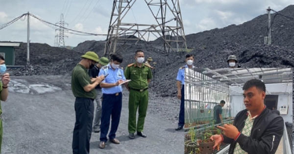 Bắt giữ đại gia Lan đột biến tại Quảng Ninh