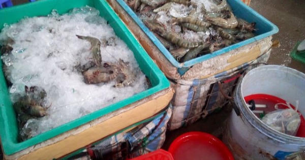 Chưa đến 20% hộ nuôi tôm ký cam kết không bơm tạp chất vào tôm