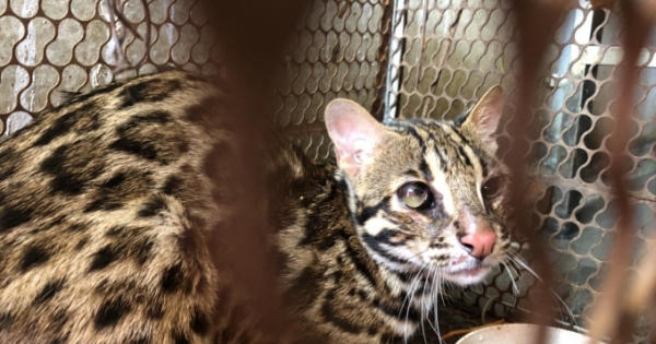 Kịp thời giải cứu một cá thể “Cẩm Miêu” loài mèo rừng quý hiếm