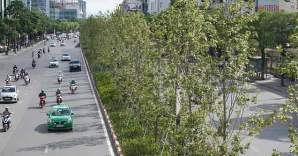 Cây phong xứ lạnh sống tươi tốt giữa “chảo lửa” Hà Nội