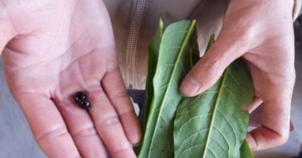 Đã tìm ra nguyên nhân khiến cả nhà phải nhập viện đêm 29 Tết sau khi ăn lá cây