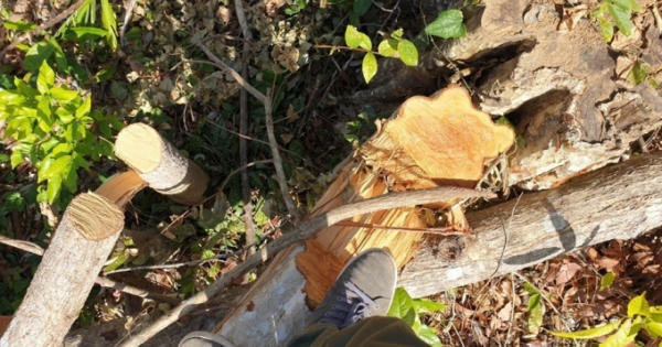 Tăng cường xử lý tình trạng phá rừng, lấn chiếm rừng