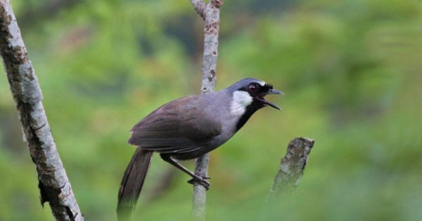 Bắt giữ 7 "đạo chích", thu giữ một con chim khướu