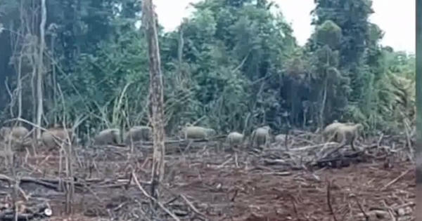 Đồng Nai: Voi rừng liên tục kéo về phá nương rẫy của người dân