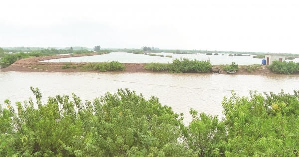 Bị đơn phương chấm dứt hợp đồng, chủ đầm tôm Ramsar ở Tiền Hải phản ứng dữ dội