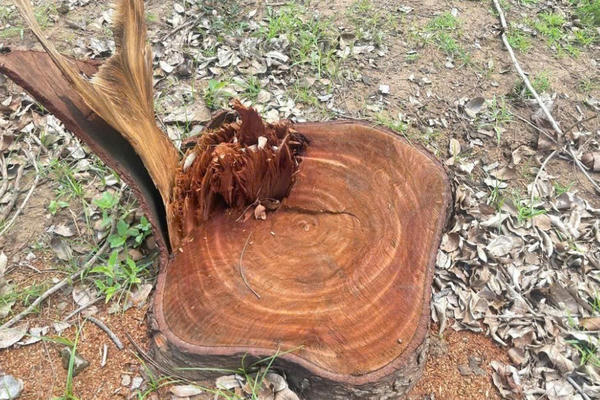 Khẩn trương kiểm tra việc hàng loạt cây gỗ lớn trong trụ sở UBND phường bị đốn hạ