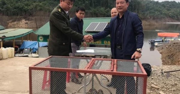 Hà Tĩnh: Thả 5 cá thể trăn gấm quý hiếm trở về rừng