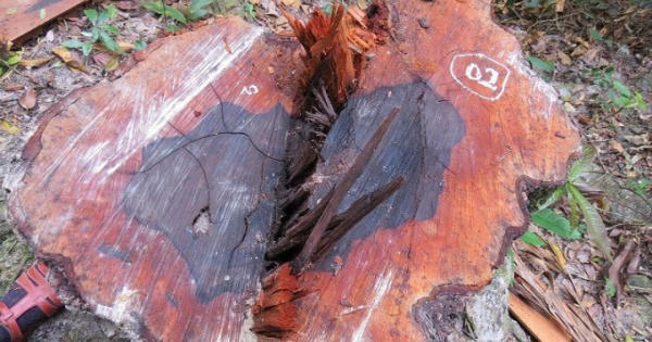 Vụ phá rừng gỗ mun ở VQG Phong Nha - Kẻ Bàng: Không khó tìm ra thủ phạm?