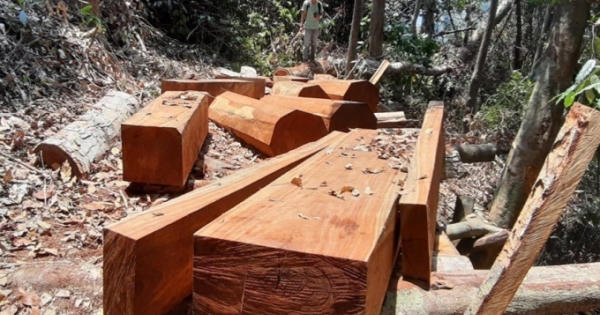 Quảng Nam: Hàng loạt khu rừng bị “xẻ thịt”