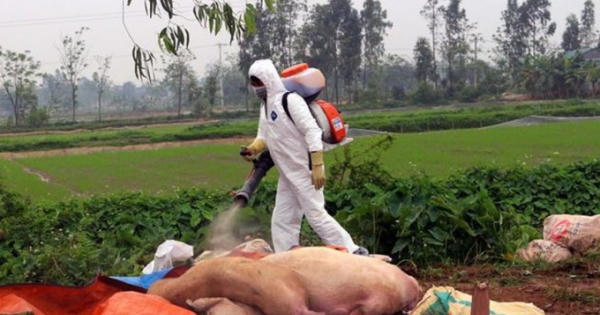 Dập ổ dịch tả lợn châu Phi tại huyện Lương Sơn, Hòa Bình