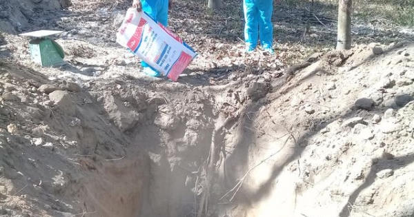 Tiêu hủy gần 1.000 con heo vì dịch lở mồm long móng