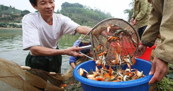 Dân làng cá chép tất bật phục vụ Tết ông Công ông Táo