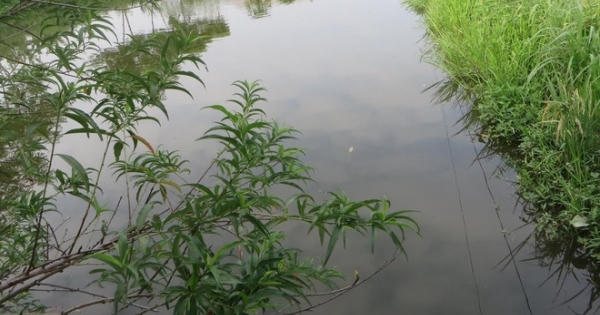 Nghệ An: Đến thăm ông, 2 bé trai 5 tuổi đuối nước tử vong