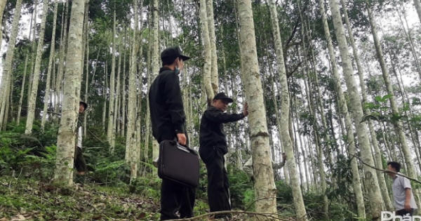 Lâm Bình sẽ chi trả hơn 3 tỷ đồng khoán bảo vệ rừng phòng hộ