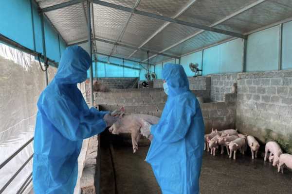 Phó Thủ tướng yêu cầu thực hiện nghiêm các biện pháp phòng, chống bệnh Dịch tả lợn Châu Phi Phó Thủ tướng yêu cầu thực hiện nghiêm các biện pháp phòng, chống bệnh Dịch tả lợn Châu Phi
